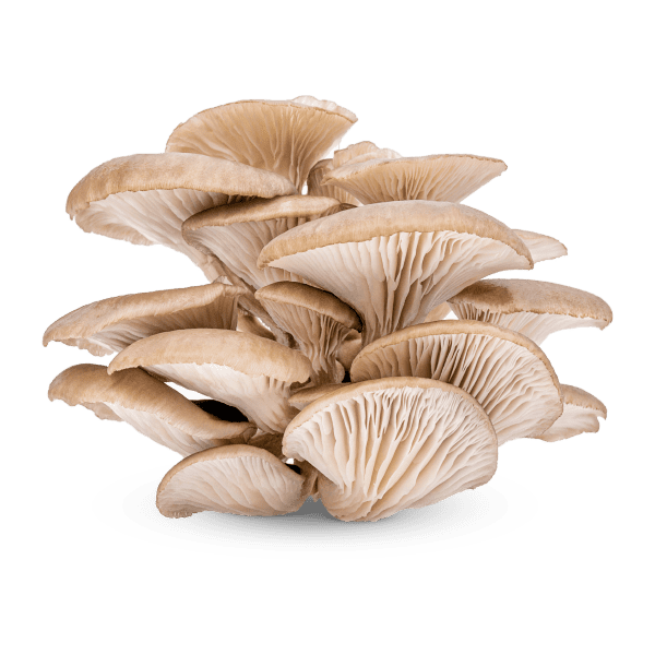 Mushroom_1