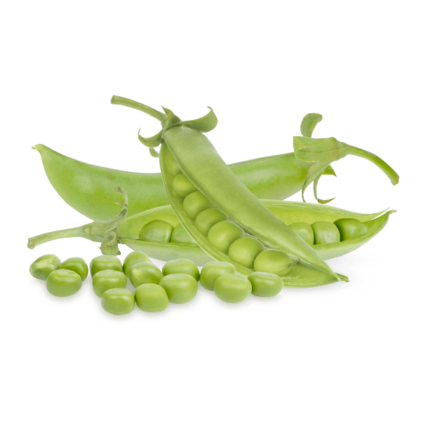 Pea_2